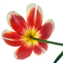 Fototapeta na wymiar red tulip flower on a white background