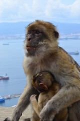 Mono Gibraltar
