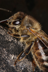 Bee, Apis, Water, Potions, Thuringia, Germany, Europe