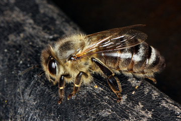 Bee, Apis, Water, Potions, Thuringia, Germany, Europe