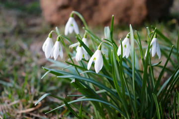 Blooming early spring snowdrop flowers. Selective focus.