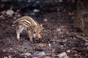 Wild boar (sus scrofa ferus) piglet in forest.