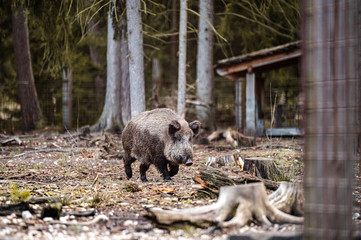 Wild boar (sus scrofa ferus) walking in forest. Wildlife in natural habitat