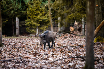 Wild boar (sus scrofa ferus) walking in forest. Wildlife in natural habitat
