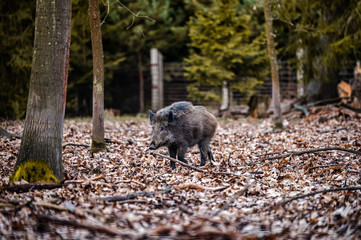 Wild boar (sus scrofa ferus) walking in forest. Wildlife in natural habitat