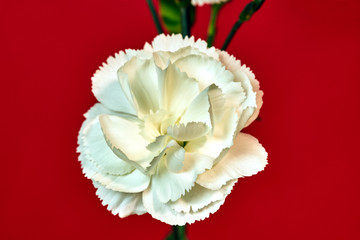 Beautiful, white carnation flower blooming on red background..