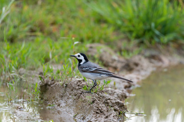 Obraz premium Bachstelze