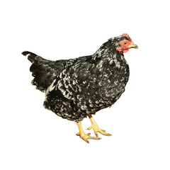 Beautiful chicken on white background. Domestic animal