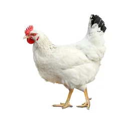 Rugzak Beautiful chicken on white background. Domestic animal © New Africa