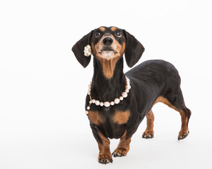 Small black and tan dachshund isolated on white in the studio with props