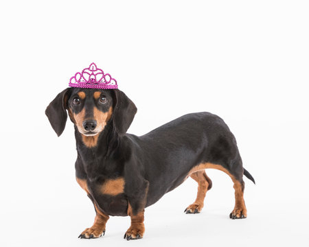 Dog Tiara Images Browse 922 Stock Photos Vectors and Video