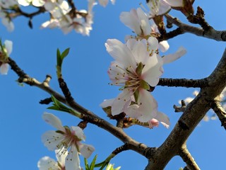 almond tree blossom,nature,sky
