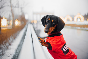 dachshund dog in a red jacket posing on a bench in the park