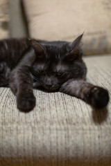 Black cat is lying on the sofa and licking its paws. 