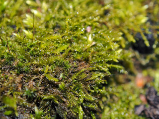 Green forest moss, spring day, macro photography.