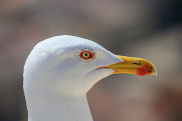 Closeup of the seagull head in Alicante, Spain