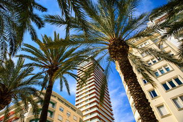 Fototapeta na wymiar Palm tree tops and builings by the sky in center of Alicante, Spain