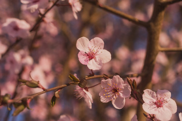 Fototapeta na wymiar Spring flowering of peach , apricot and other fruit trees, Macro photos of flowers on a tree with natural light