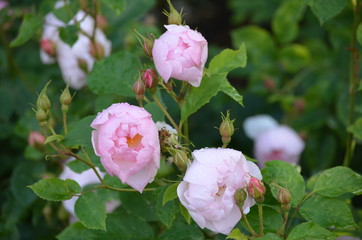 Large green bush with fresh delicate light pink roses in full bloom in a summer garden, in direct sunlight, beautiful outdoor floral background photographed with soft focus