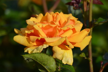 Close up of one large and delicate vivid yellow orange roses in full bloom in a summer garden, in direct sunlight, with blurred green leaves in the background