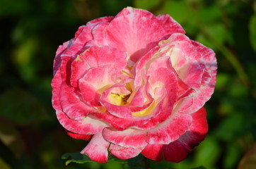 Close up of one large and delicate vivid pink rose in full bloom in a summer garden, in direct sunlight, with blurred green leaves, beautiful outdoor floral background photographed with soft focus