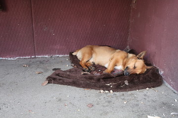a stray dog lying on a dark fur blanket