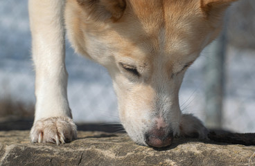 dog sniffing