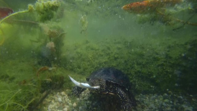 European pond turtle (Emys orbicularis) hunting fish