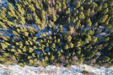 Aerial view from the drone. Winter landscape with a beautiful spruce forest from a height