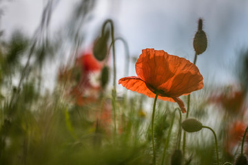 Obraz premium Klatschmohn