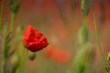 Obraz premium Klatschmohn