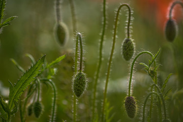 Klatschmohn