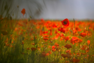 Klatschmohn