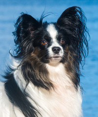 Papillon dog white and brindle coat at the seaside