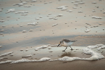 Shore bird