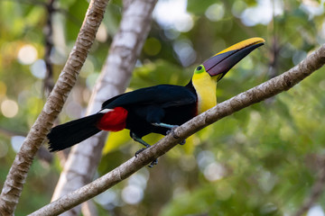 chestnut mandibled toucan perched on tree branch in costa rica