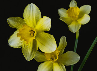 Narcissus flowers on black and colored backgrounds with water drops and particles