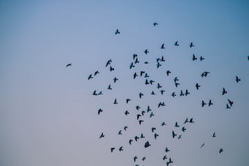 birds are flying