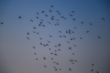 birds are flying