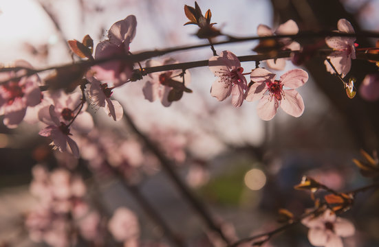 Spring flowering of peach , apricot and other fruit trees, Macro photos of flowers on a tree with natural light