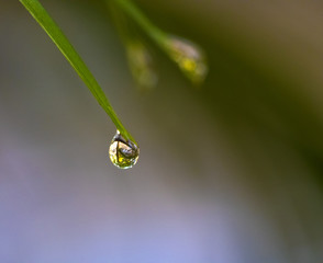 water drop on a leaf