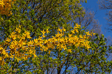 Forsythia flowers in front,  trees and blue sky. Golden Bell, Border Forsythia (Forsythia x intermedia, europaea) blooming in spring garden bush.