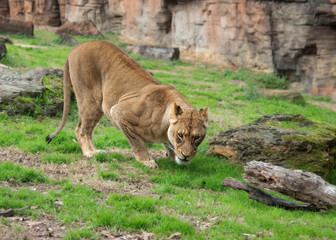 Crouching femal lioness in the grass ready to pounce