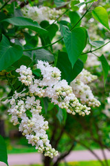Fresh white lilac branches on the sunshine beam background, copyspace, selective focus