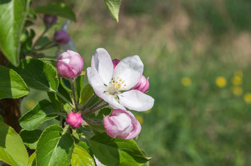 blooming apple tree in spring