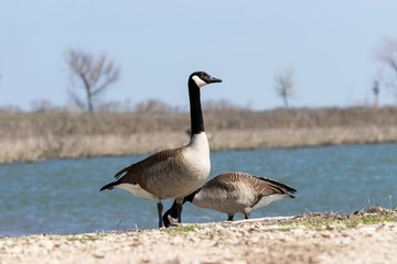 Two Canada Geese on lake shore