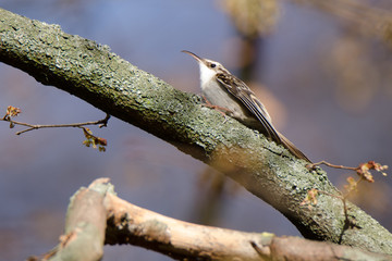 Baumläufer im Frühling