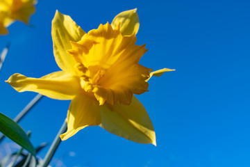  daffodil on blue sky background
