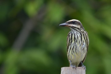 striped variegated tyrant bird on a post