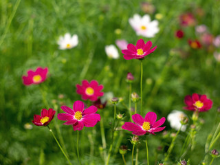 Fototapeta premium Red flower of Cosmea on a background of green grass. Spring, summer, flowering. Blurry photo.